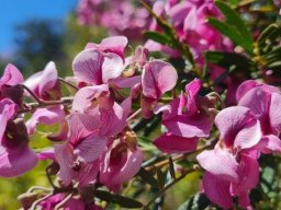 Virgilia divaricata flowers